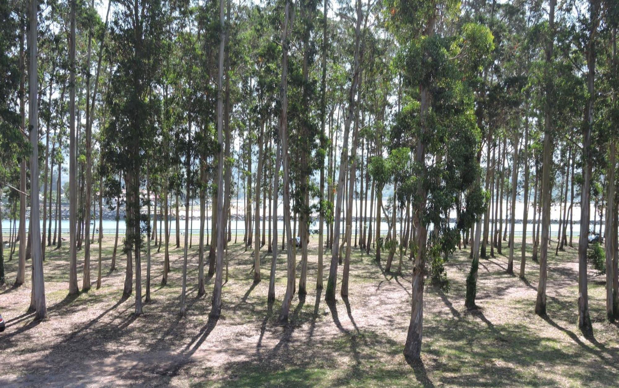 Apartamento Pie De Playa, El Puntal-Villaviciosa Villaviciosa  Exterior foto